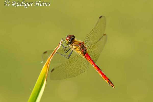 Sympetrum depressiusculum (Sumpf-Heidelibelle) Männchen, 13.9.2016