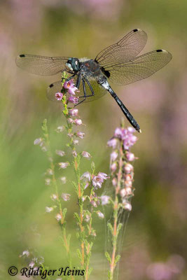 Östliche Moosjungfer (Leucorrhinia albifrons) Männchen, 10.8.2022 - Telezoom 150-600mm f/5-6,3