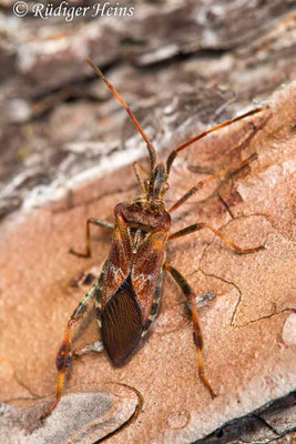 Leptoglossus occidentalis (Zapfenwanze)