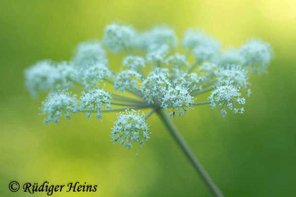 Angelica sylvestris (Wald-Engelwurz), 27.7.2018