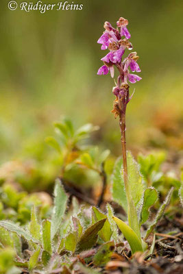 Orchis spitzelii (Spitzel's Knabenkraut), 31.5.2014