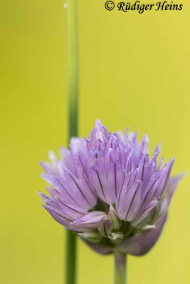 Allium schoenoprasum (Schnittlauch), 19.7.2024