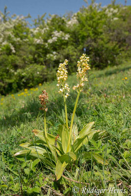 Orchis pallens (Blasses Knabenkraut), 30.4.2024