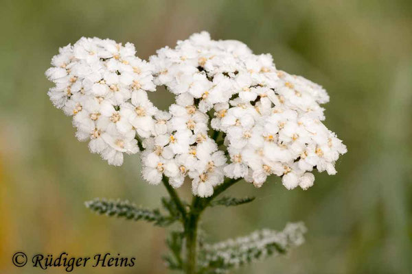 Achillea millefolium (Gemeine Schafgarbe)