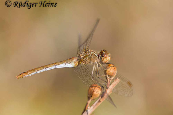 Sympetrum meridionale (Südliche Heidelibelle) Weibchen, 14.10.2013