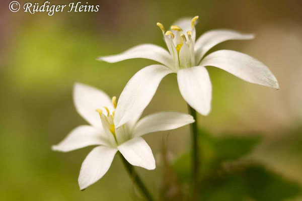Ornithogalum umbellatum (Dolden-Milchstern)
