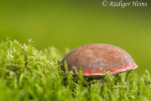 Xerocomellus chrysenteron (Gemeiner Rotfußröhrling), 1.10.2022