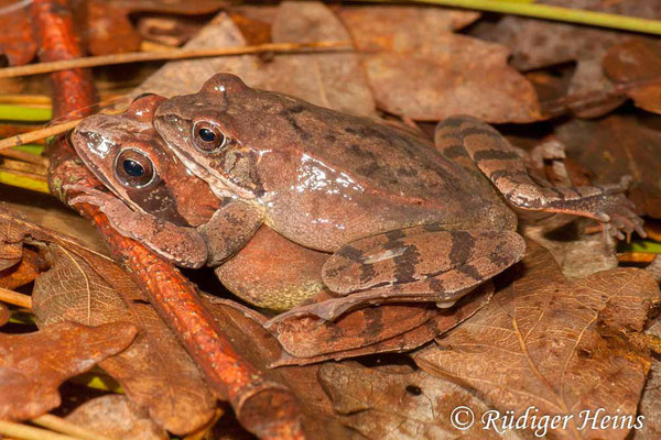 Rana dalmatina (Springfrosch) Paarung, 21.3.2010