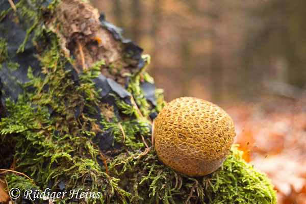 Scleroderma citrinum (Kartoffelbovist), 17.11.2024