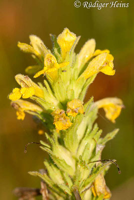 Parentucellia viscosa (Gelbes Teerkraut), 26.7.2008