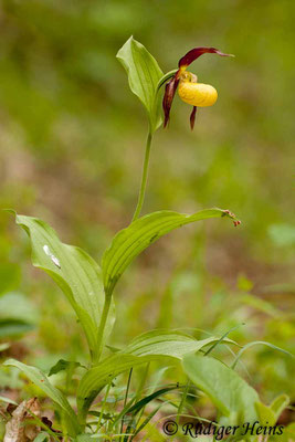 Cypripedium calceolus (Gelber Frauenschuh), 18.5.2012