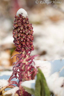 Petasites hybridus (Gewöhnliche Pestwurz)