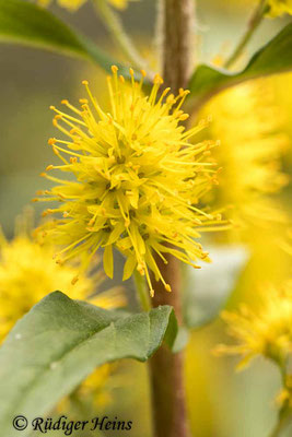 Lysimachia thyrsiflora (Strauß-​Gilbweiderich), 8.6.2021