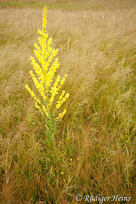 Verbascum phlomoides (Windblumen-Königskerze), 27.6.2009