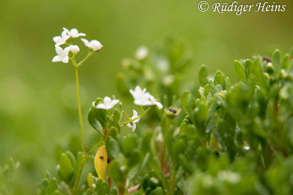 Montia fontana (Bach-Quellkraut), 10.7.2019