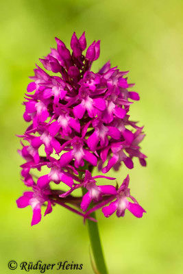 Anacamptis pyramidalis (Pyramiden-Hundswurz), 21.5.2015