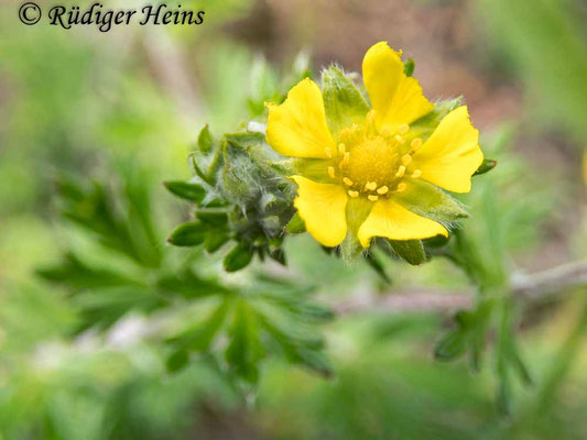 Potentilla argentea (Silber-Fingerkraut)