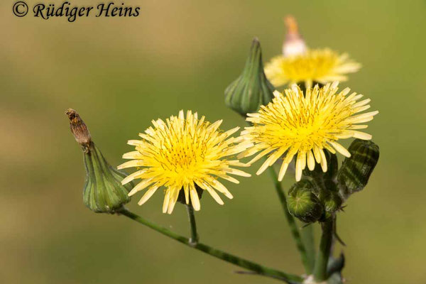 Sonchus oleraceus (Kohl-Gänsedistel)