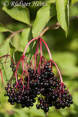 Sambucus nigra (Schwarzer Holunder), 13.10.2009