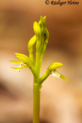 Corallorhiza trifida (Korallenwurz), 2.5.2015