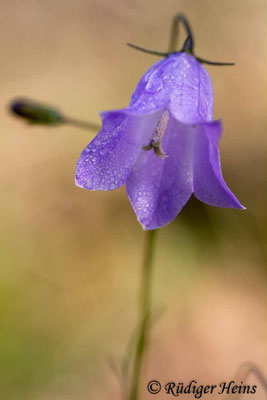 Campanula rotundifolia (Rundblättrige Glockenblume), 10.10.2018