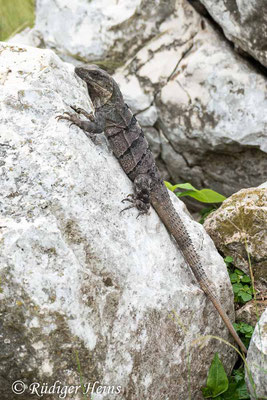 Ctenosaura similis (Gemeiner Schwarzleguan), 28.11.2023