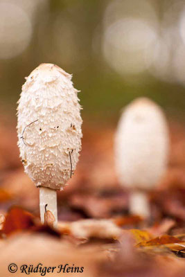 Coprinus comatus (Schopf-Tintling), 30.10.2016