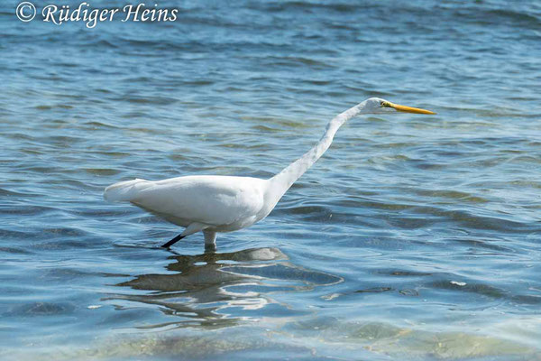 Silberreiher (Ardea alba), 1.12.2023 - Panasonic DMC-FZ 1000