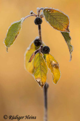 Rhamnus frangula (Faulbaum), 30.10.2019