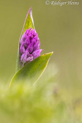 Neotinea tridentata (Dreizähniges Knabenkraut), 29.4.2024