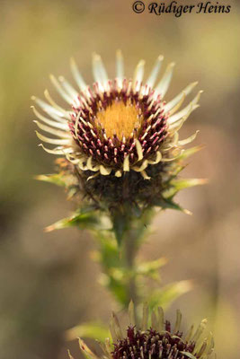Carlina vulgaris (Golddistel)