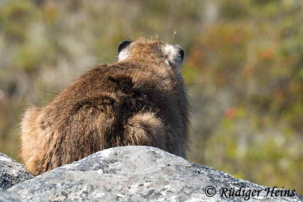 Procavia capensis (Klippschliefer),  15.1.2019