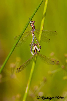 Lestes barbarus (Südliche Binsenjungfer) Paarung, 6.8.2006
