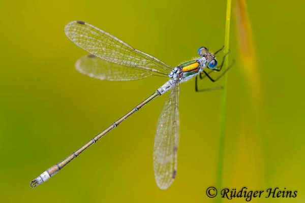 Lestes sponsa (Gemeine Binsenjungfer) Männchen, 5.8.2012
