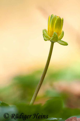 Ranunculus ficaria (Scharbockskraut)