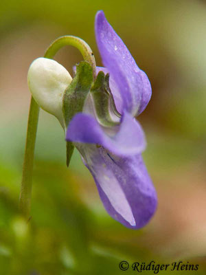 Viola riviniana (Hain-Veilchen), 9.4.2014