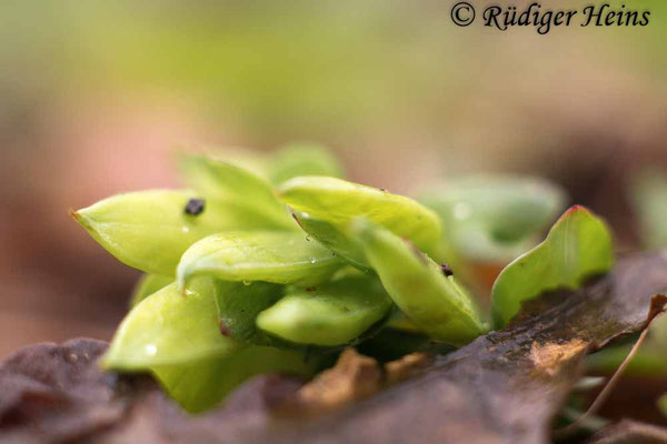 Corydalis intermedia, Mittlerer Lerchensporn
