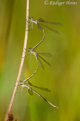 Lestes barbarus (Südliche Binsenjungfer) Tandem mit zusätzlichem Männchen, 28.8.2022