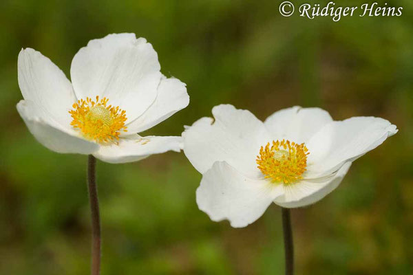 Anemone sylvestris (Wald-Windröschen)