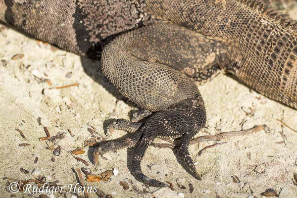 Ctenosaura similis (Gemeiner Schwarzleguan), 2.12.2023