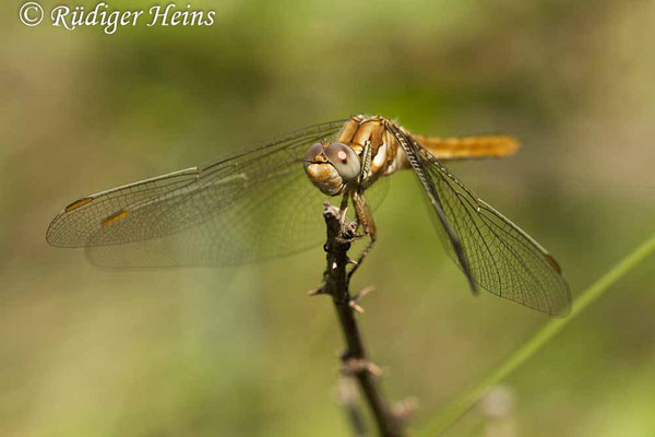 Orthetrum brunneum (Südlicher Blaupfeil) Weibchen, 20.6.2017