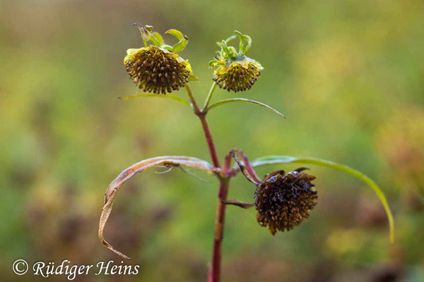 Nickender Zweizahn (Bidens cernua), 18.9.2022 - Rokkor 50mm f/1.7