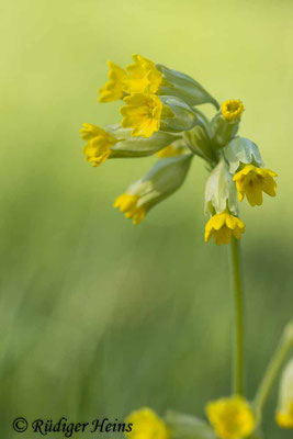 Primula veris (Echte Schlüsselblume), 21.4.2024