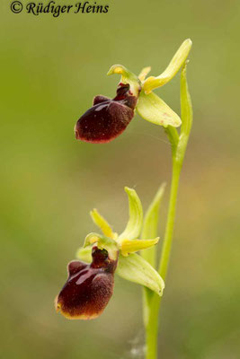 Ophrys sphegodes (Spinnen-Ragwurz), 1.5.2014