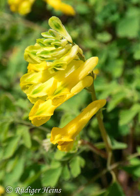 Pseudofumaria lutea (Gelber Lerchensporn), 16.6.2020