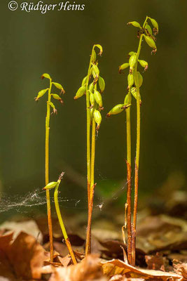 Corallorhiza trifida (Korallenwurz) Fruchtstand, 19.5.2012 