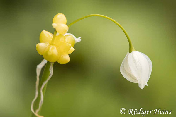 Allium paradoxum (Wunder-Lauch), 16.5.2021