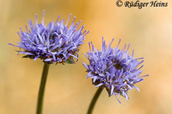 Jasione montana (Berg-Sandglöckchen), 28.6.2015