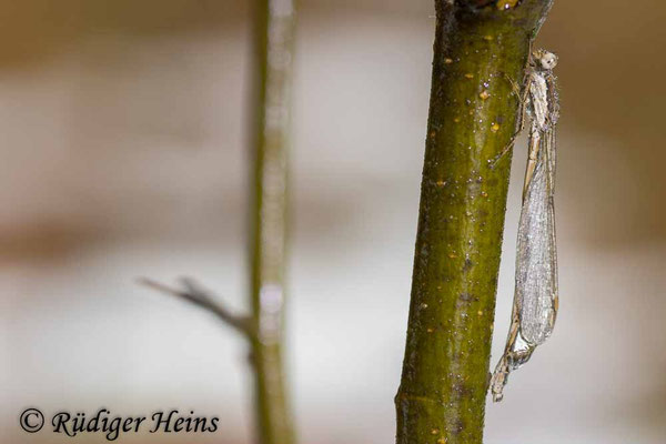 Ein vom Tauwetter nasses Weibchen der Gemeinen Winterlibelle