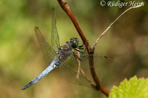 Orthetrum cancellatum (Großer Blaupfeil) Männchen, 5.7.2018